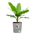 greensense aqua care quadrat 30cm light beton